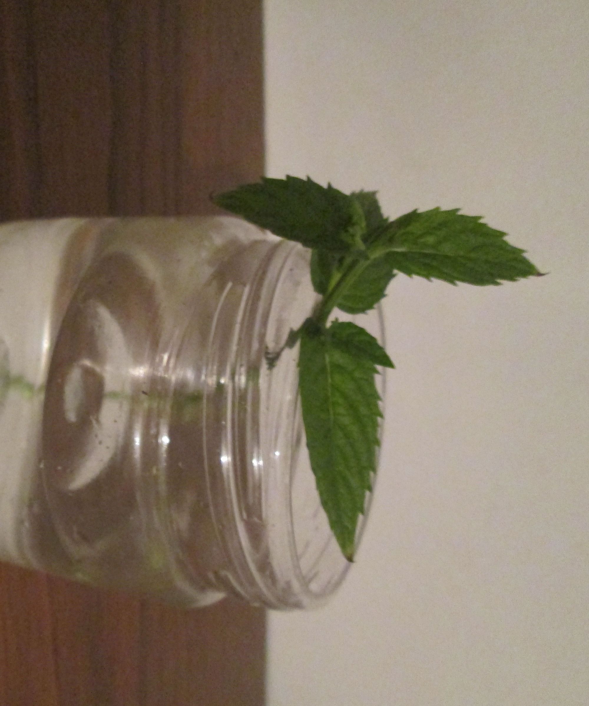 Propagating Mint From Cuttings