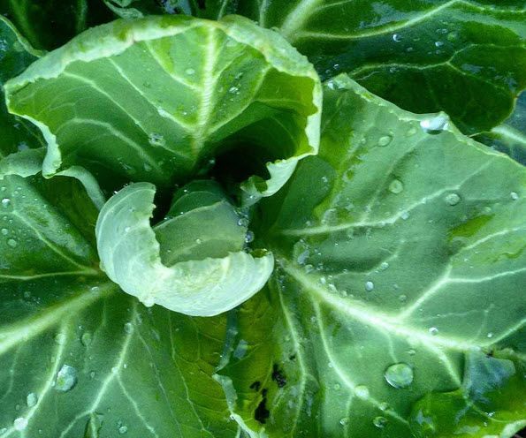 Organic Balcony Garden 