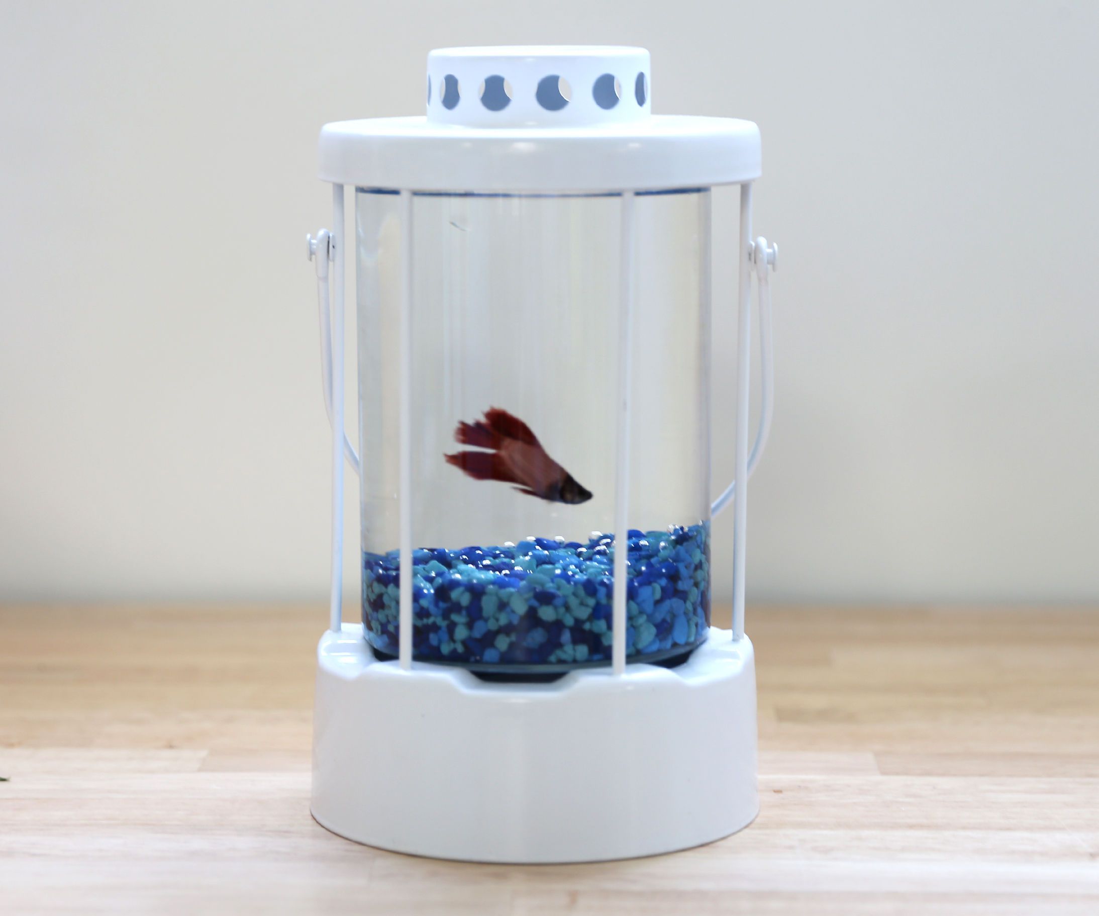 Lantern Fishbowl