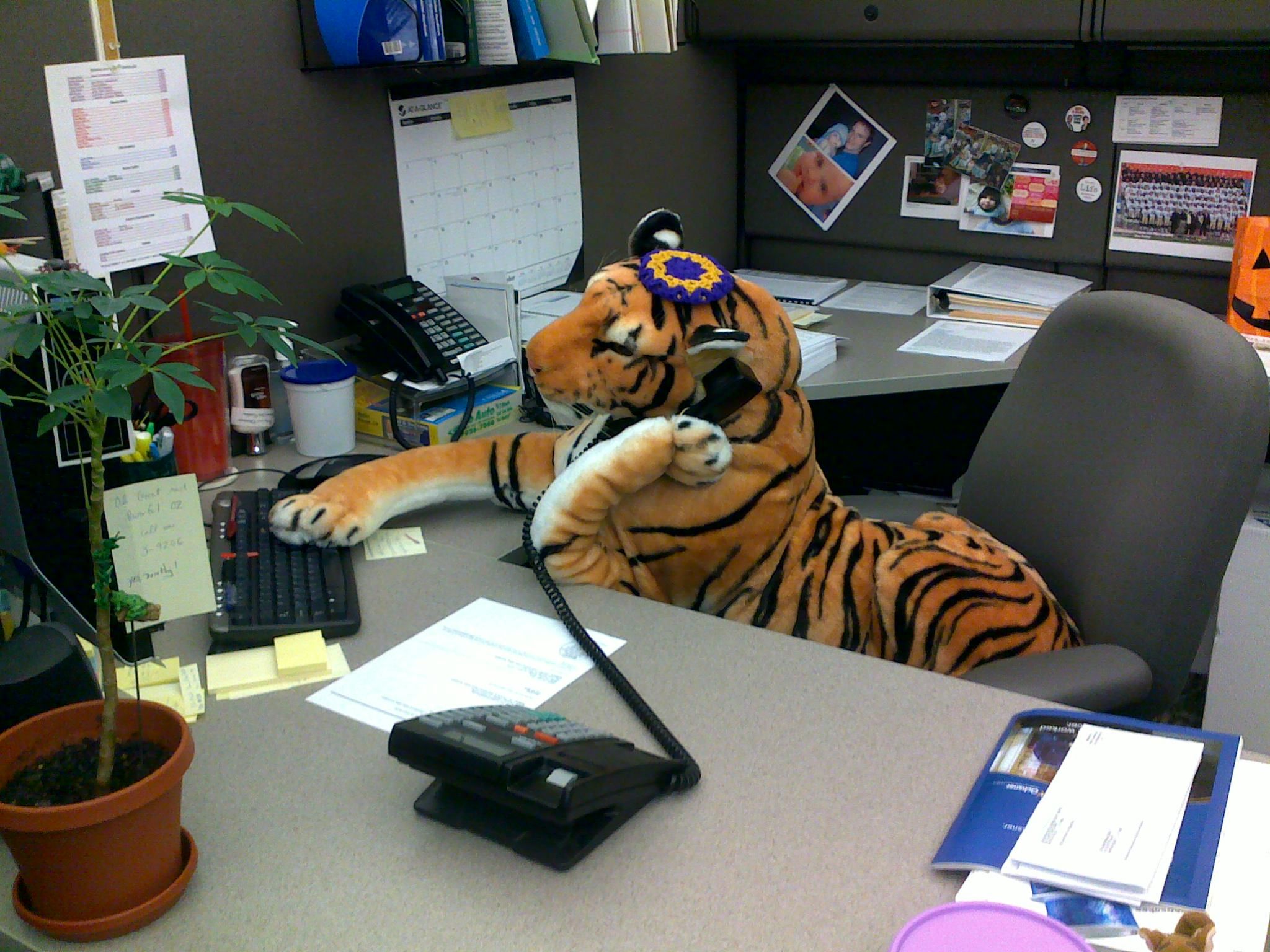 Cubicle Tiger at Work