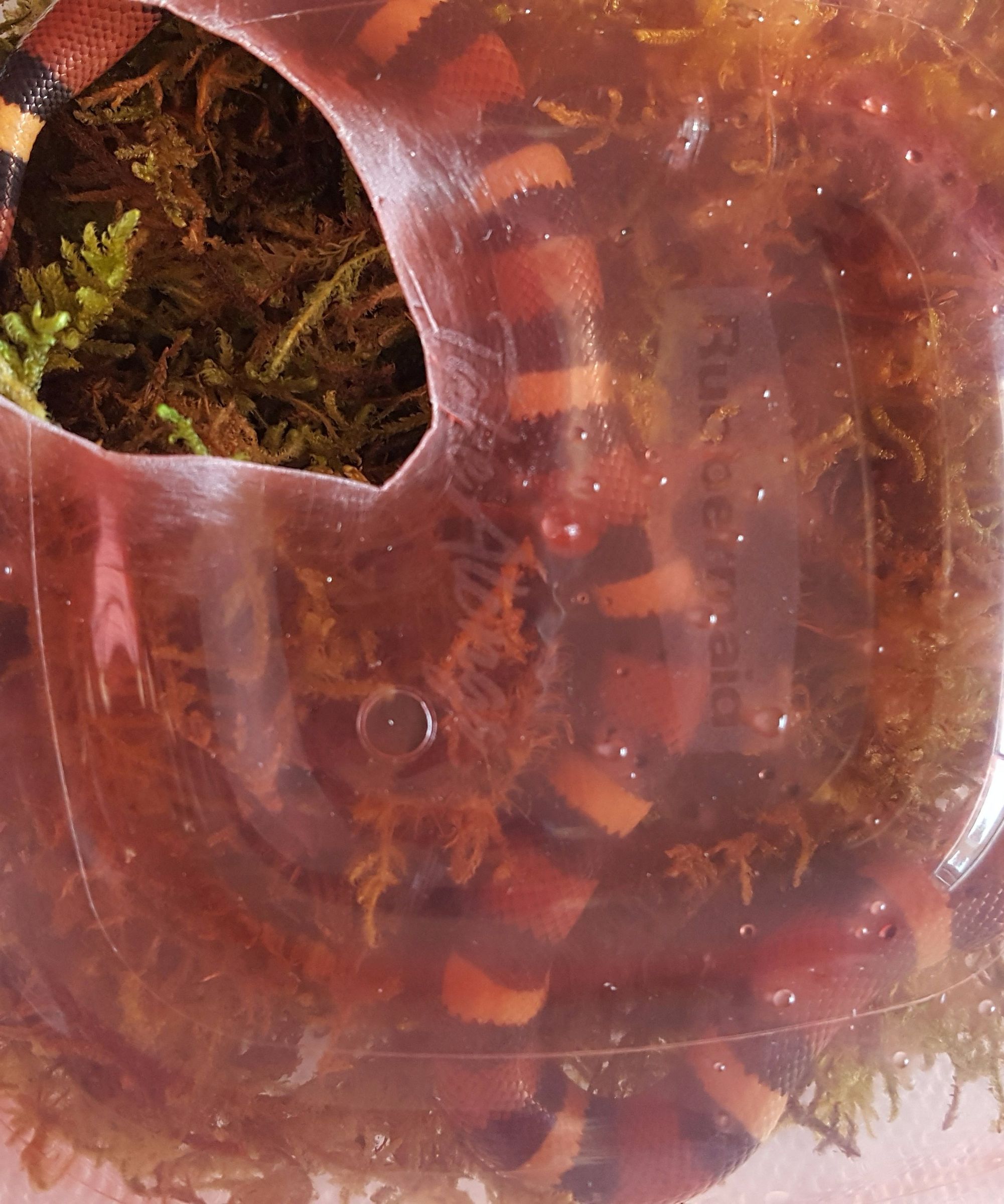 Snake Microclimate Shedding Box