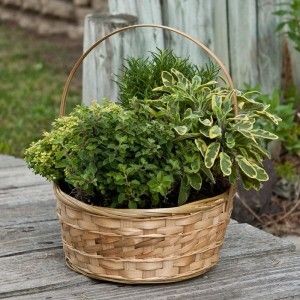 Herb Garden Gift a Unique Gift to Your Friends and Relatives