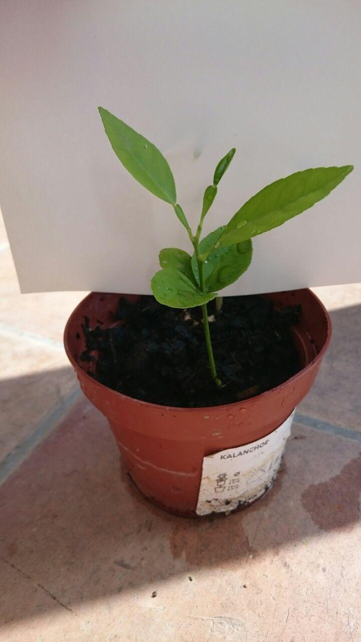 Watch It Grow