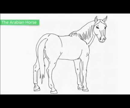 Top 25 Free Printable Horse Coloring Pages
