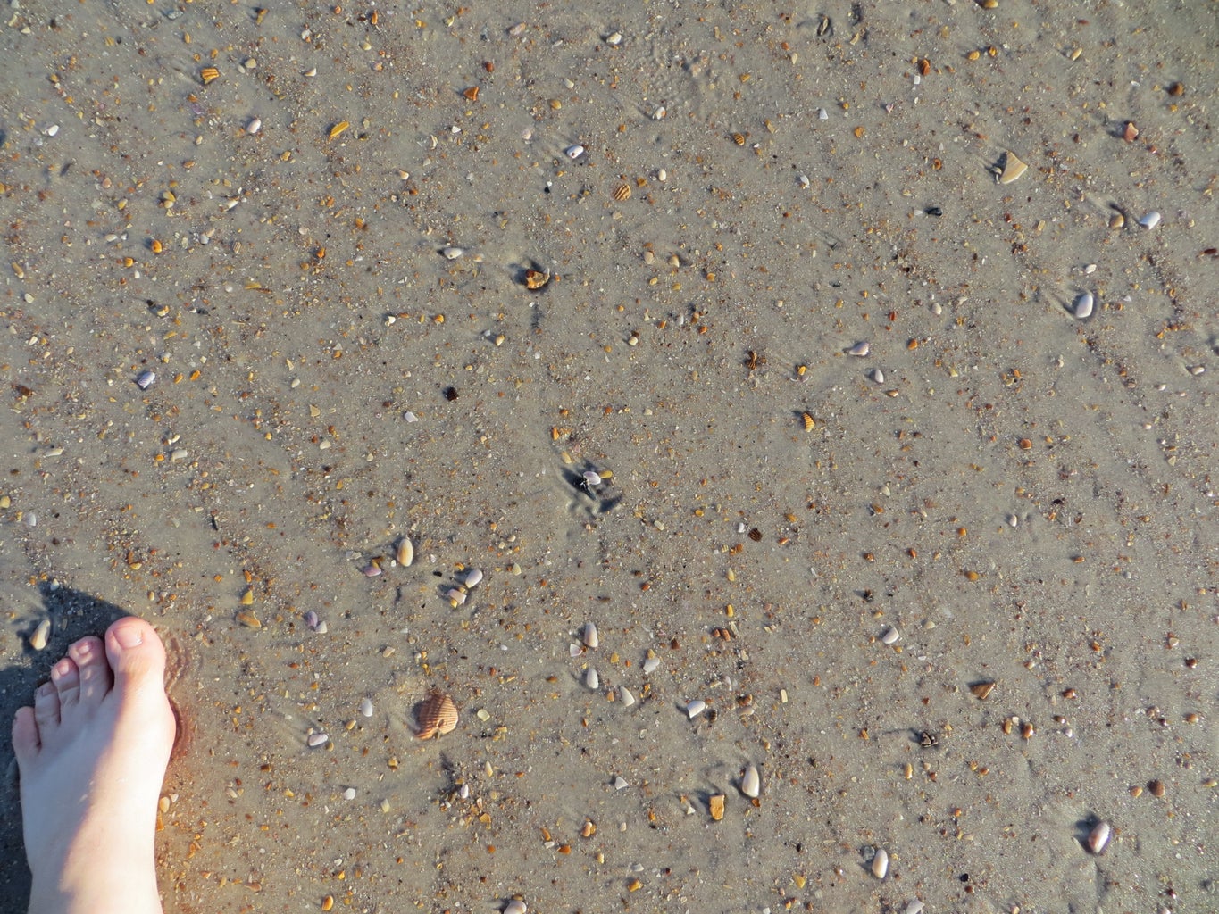 How to Find Shark Teeth : 10 Steps (with Pictures) - Instructables