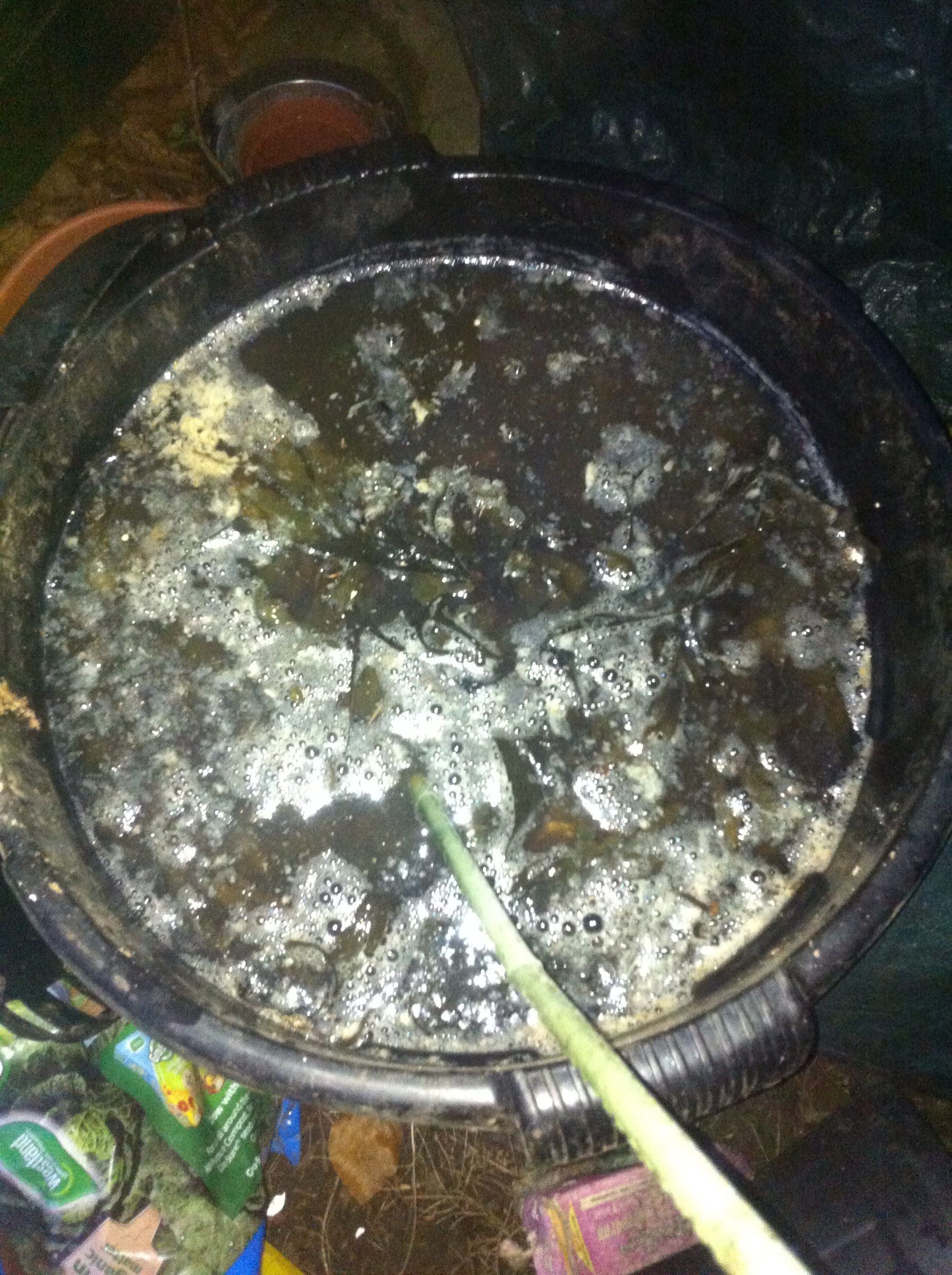 Sea Weed Tea