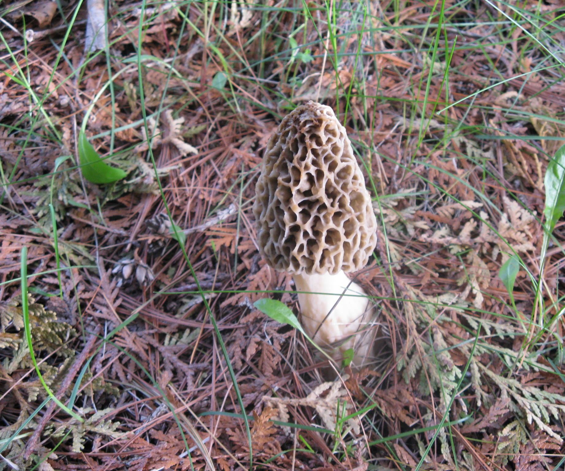 Cream of Morel Soup