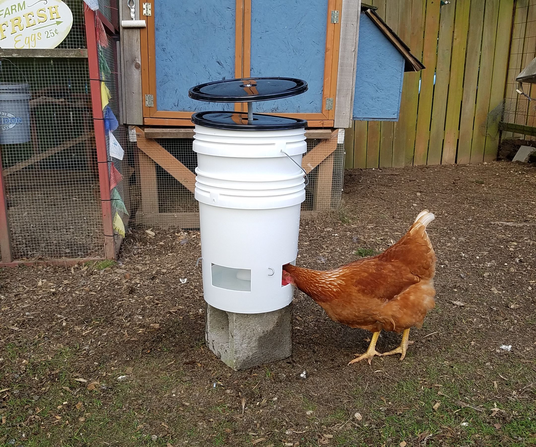 Clean 5-Gallon Chicken Waterer