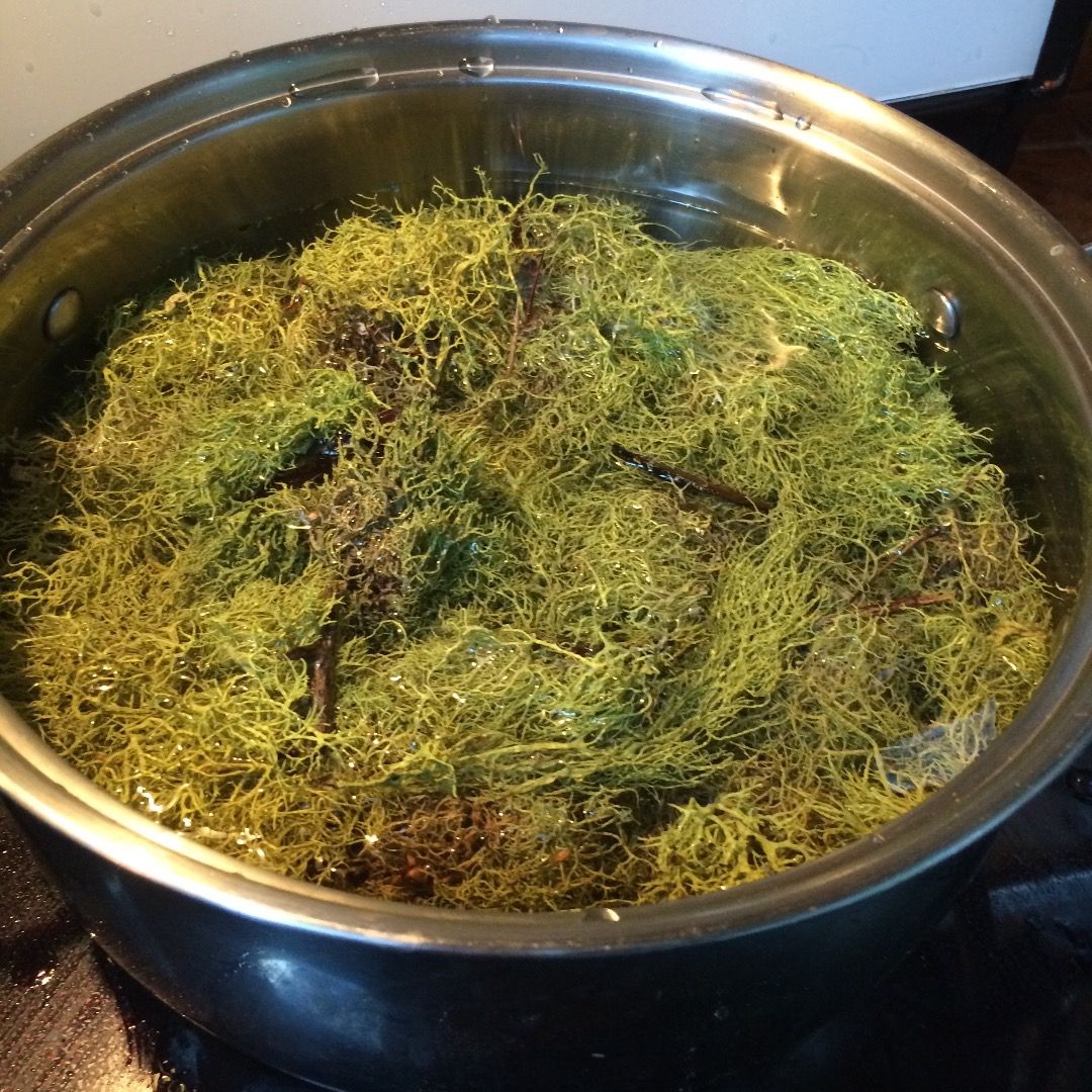 Creating Lichen Dyes ( Letharia Vulpina or Wolf Lichen) 5 Steps (with