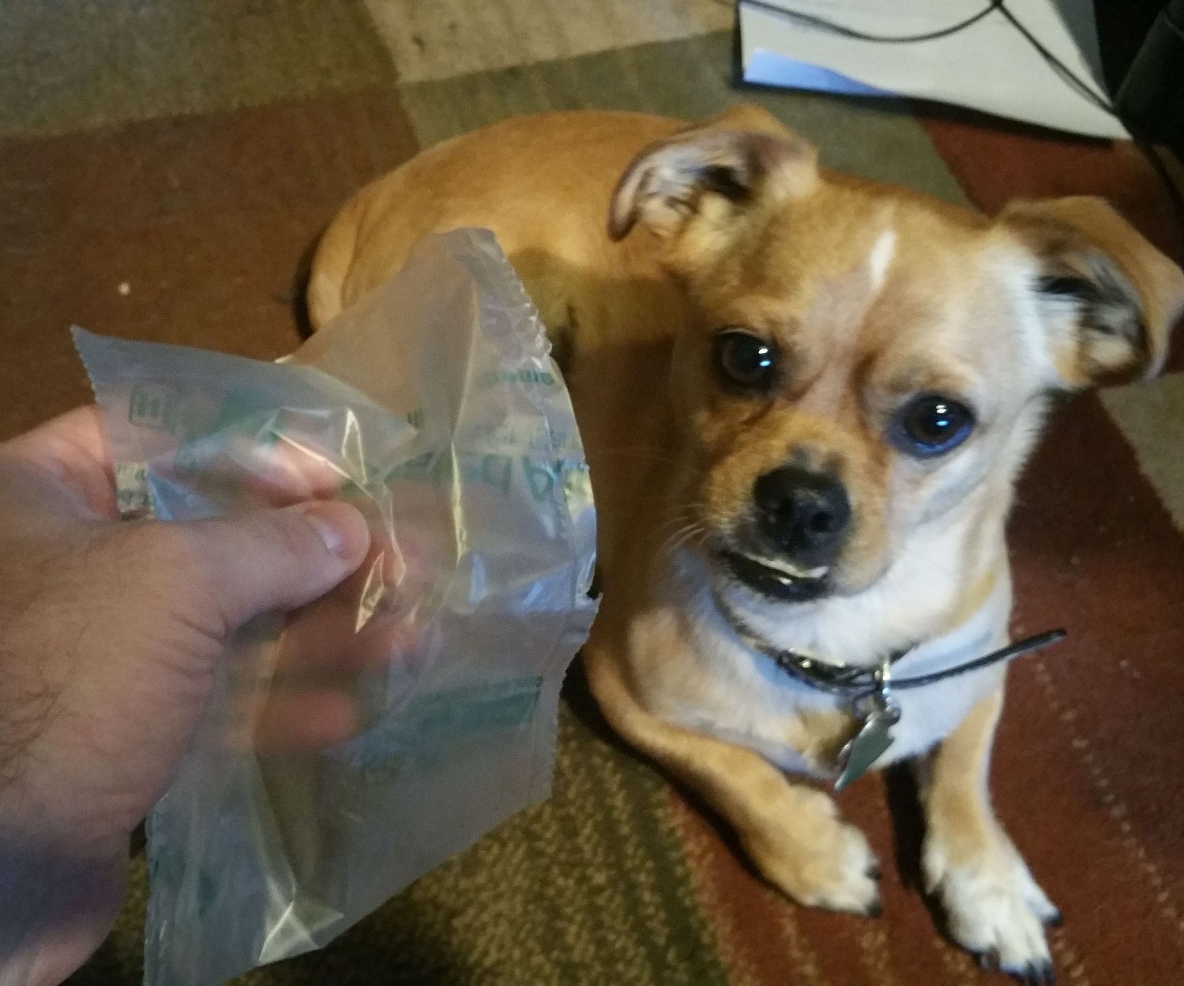 Tiny Doodie Bags for Your Tiny Dog