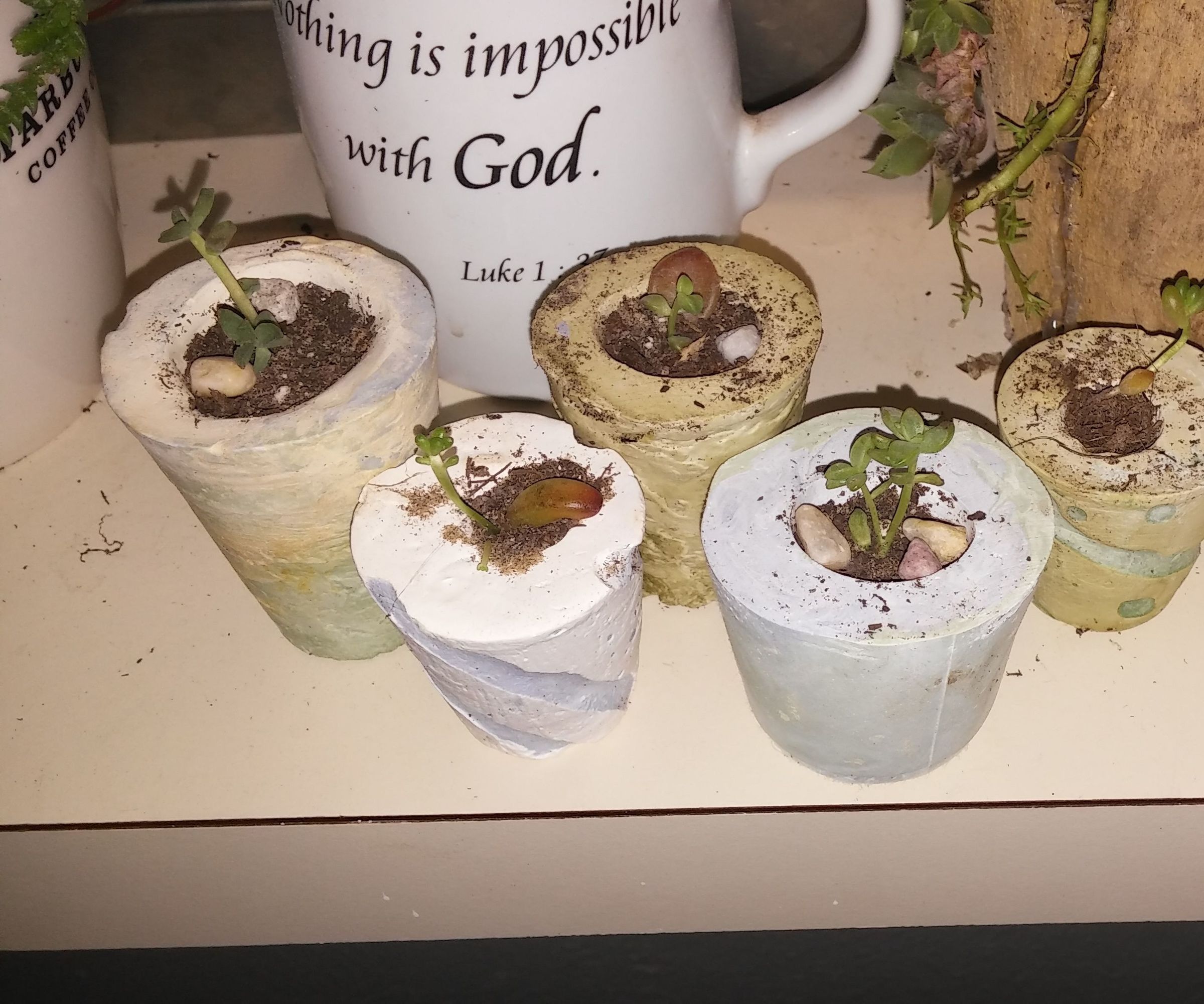 How to Grow New Succulent Plants From Fallen Leaves of Succulents and Cuttings