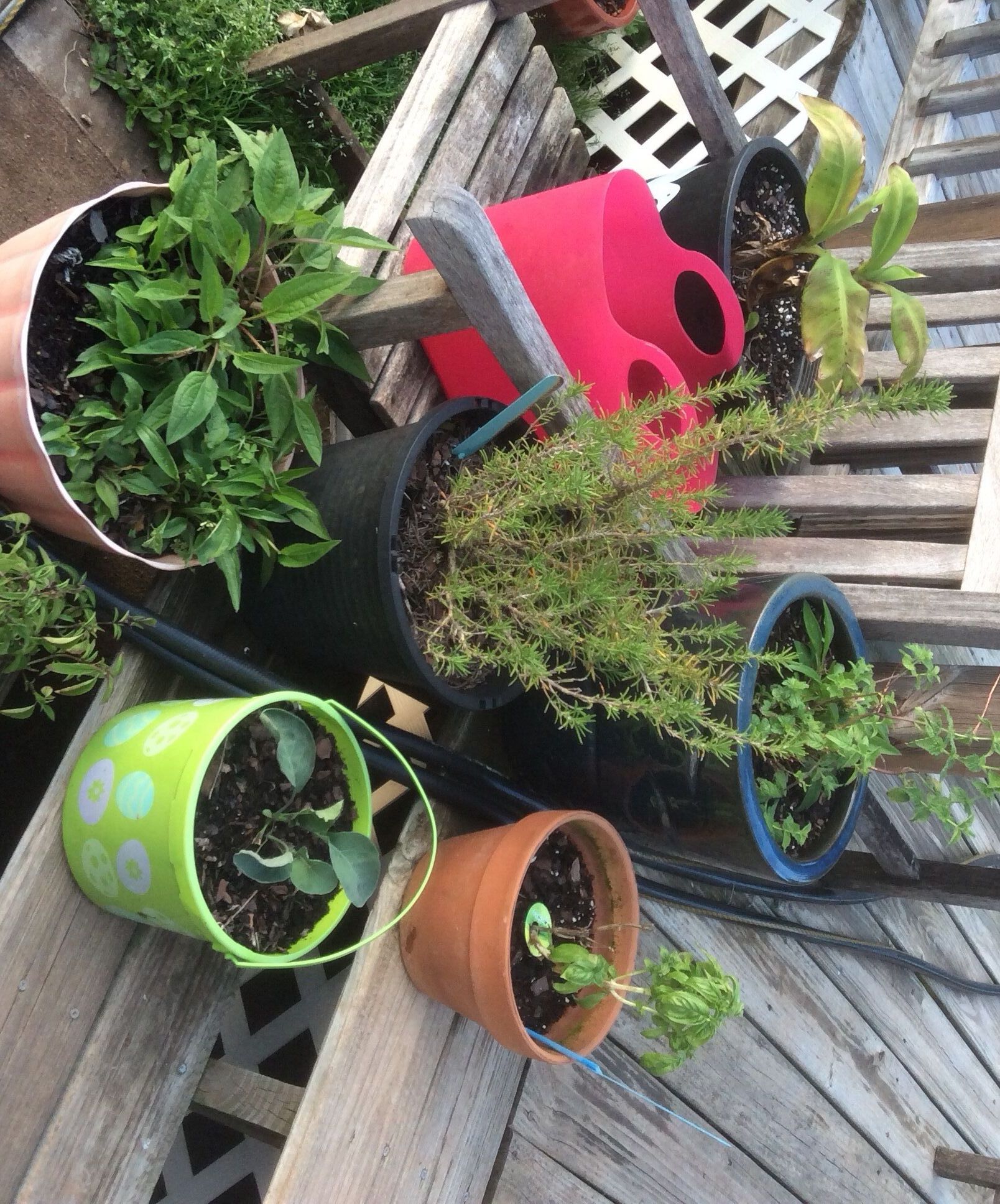 How to Start a Garden With an Aerogarden 