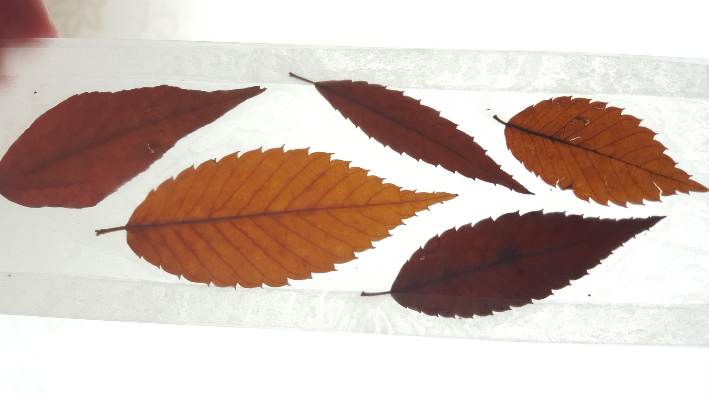 Wax Paper Pressed Foliage Bookmarks 5 Steps (with Pictures