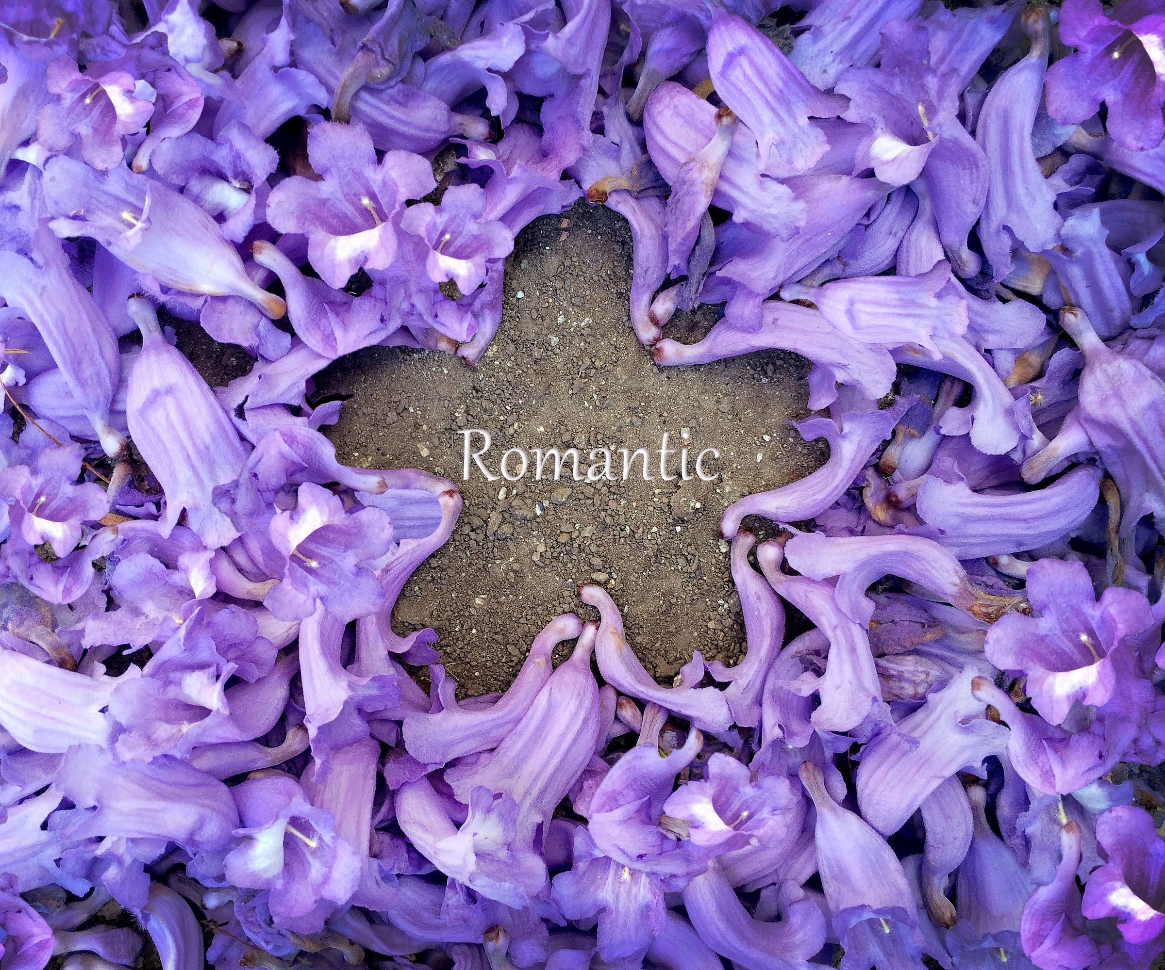 Nature Purple Around Our Lives 