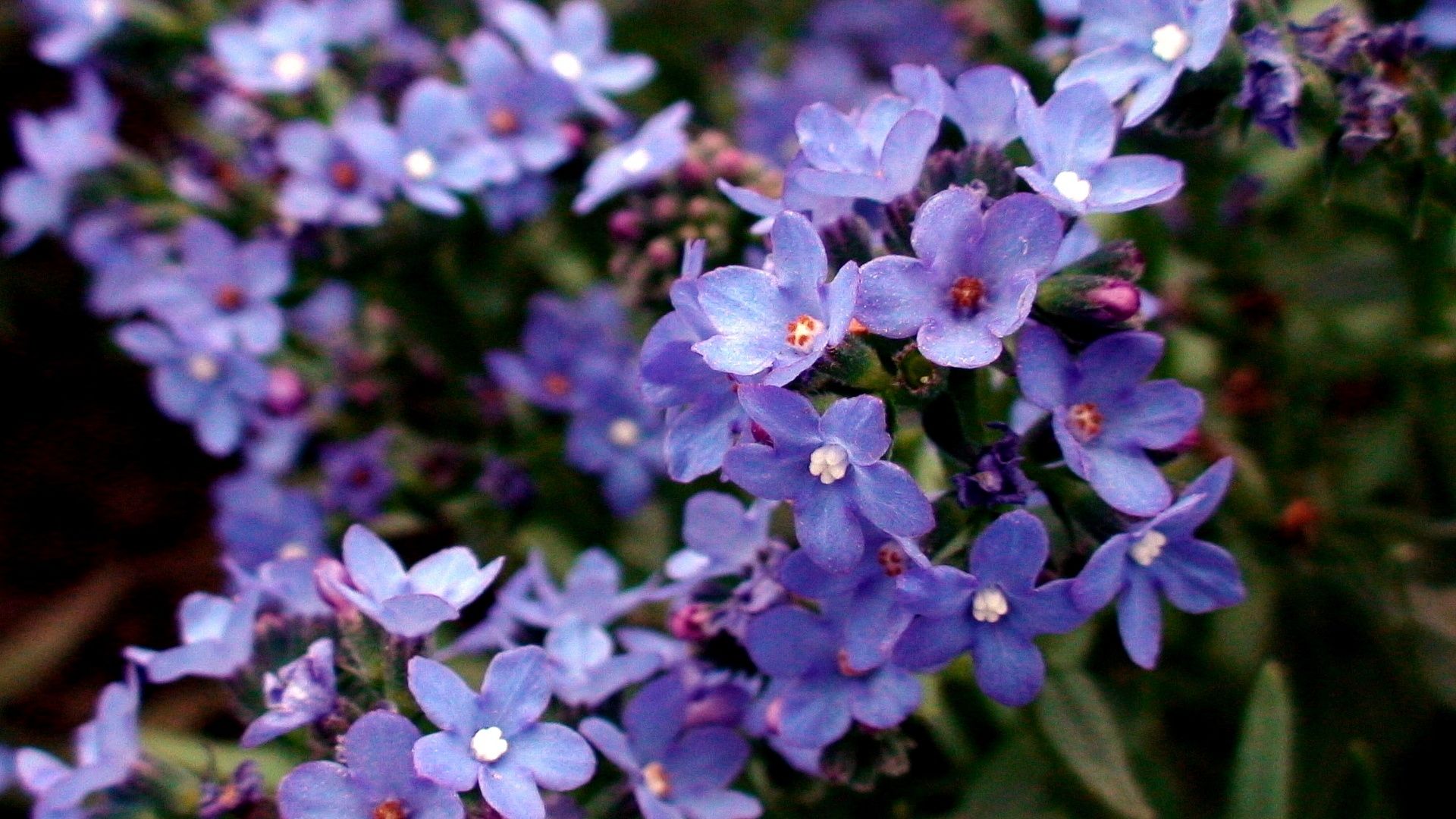 Clicking Macro Flower Photographs
