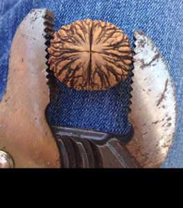 Black Walnut Harvesting & Processing : 11 Steps (with Pictures ...