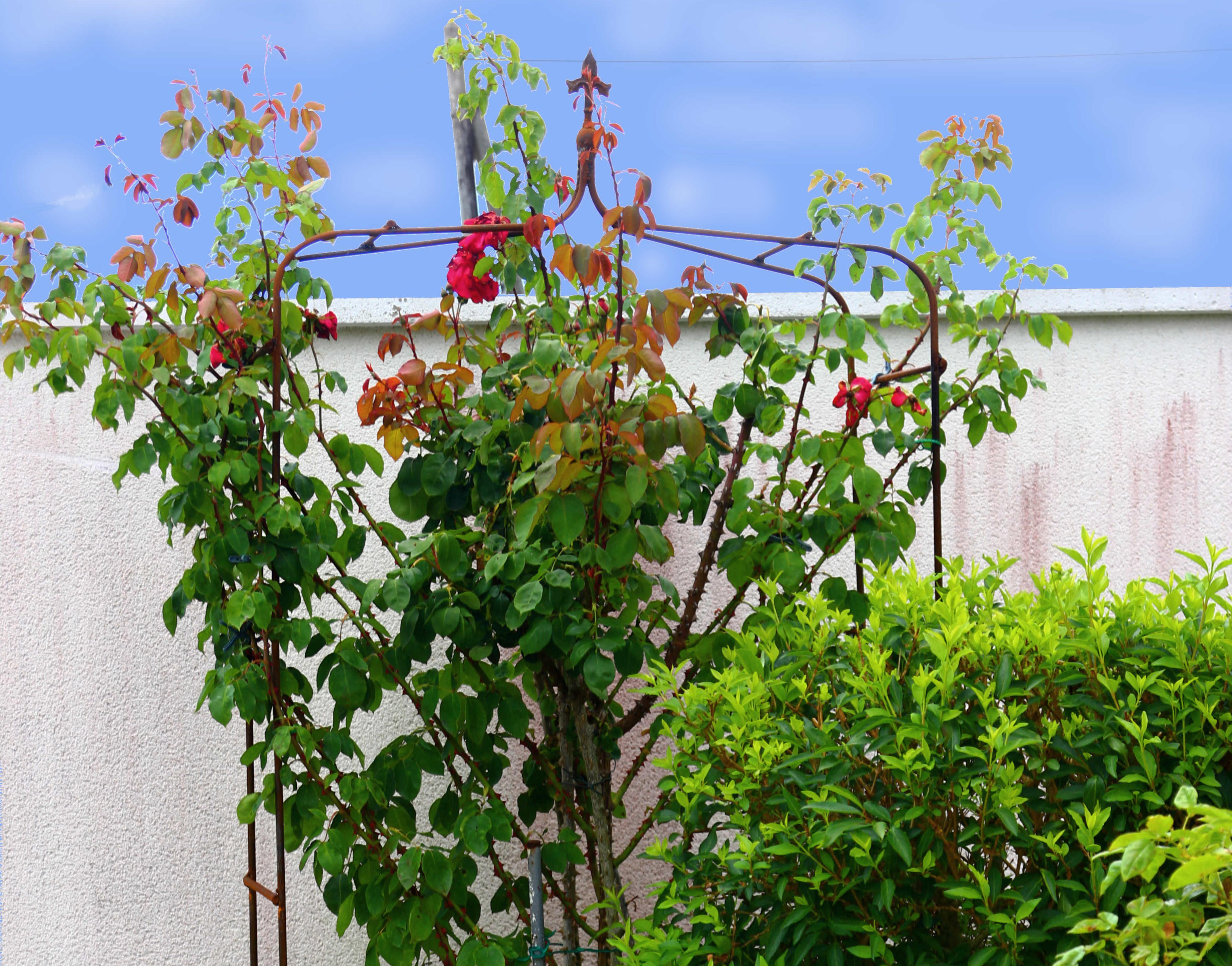 Simple, Elegant Steel Bar Rose Arch 7 Steps (with Pictures