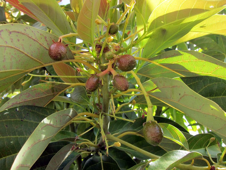 Another Growing an Avocado (12 Years in the Making)