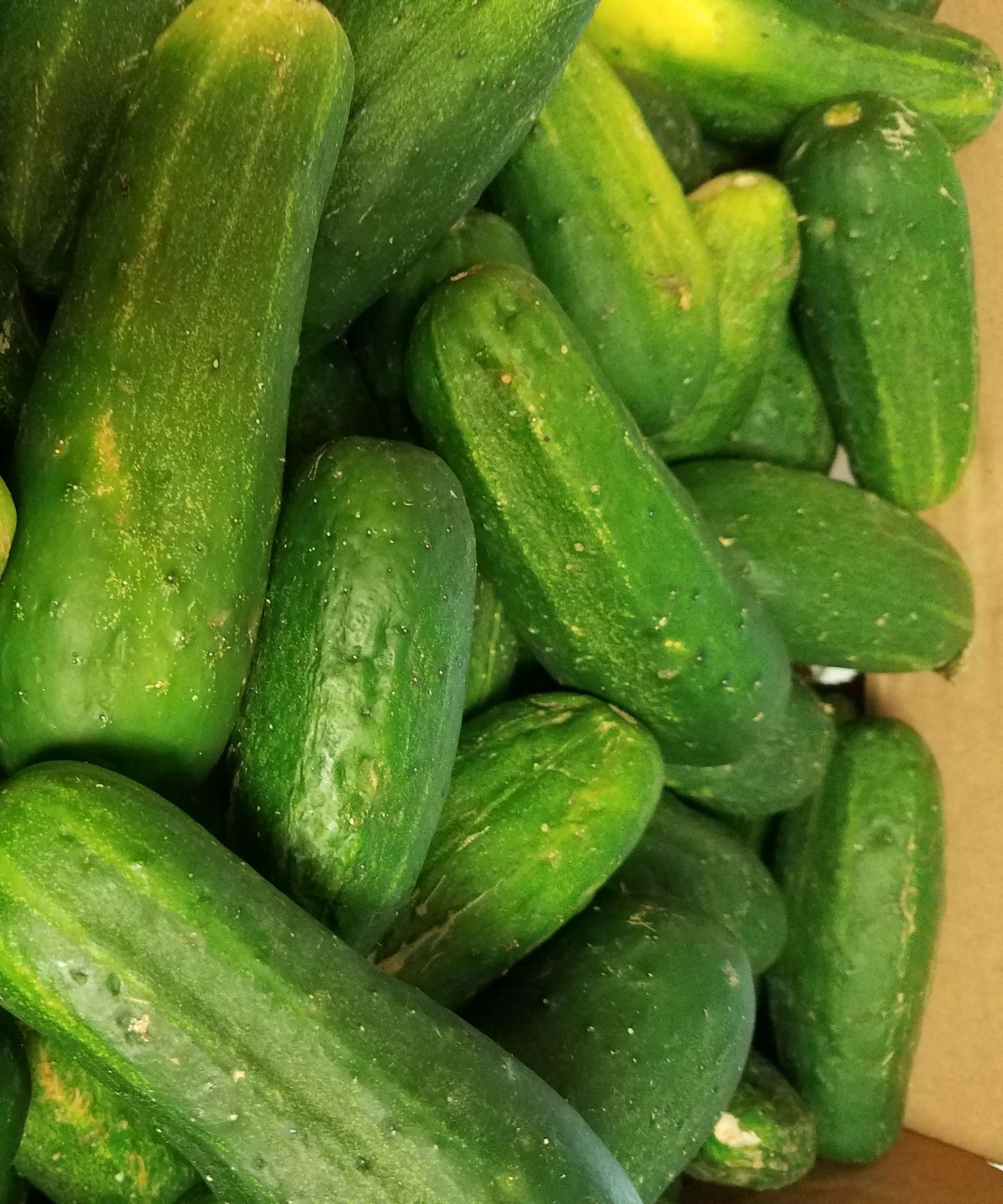 Real NY Style Kosher Dills !