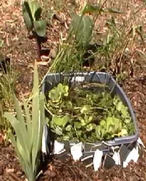 Make a Rubbermaid Pond