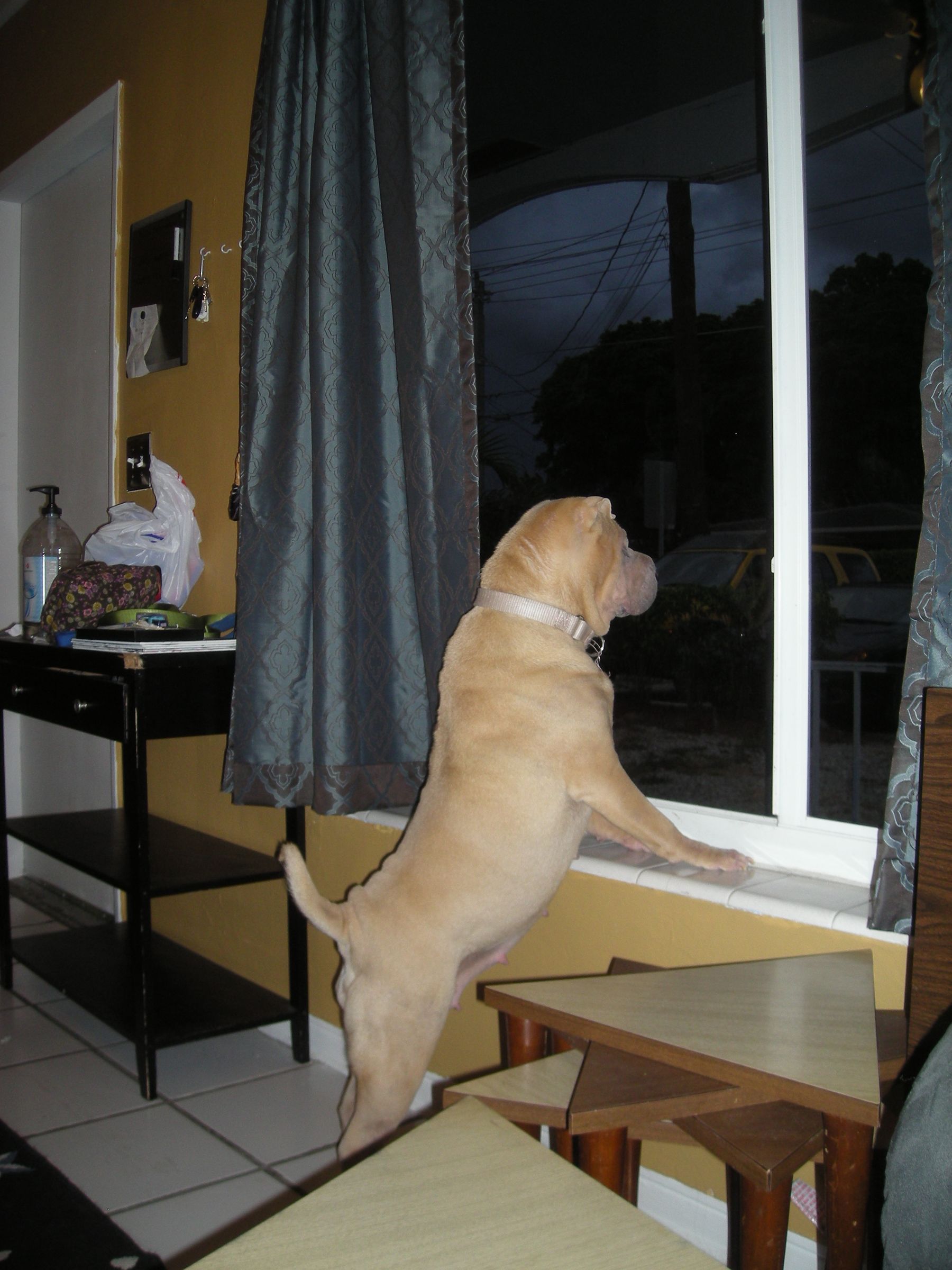 Dog, Get Off the Couch! 6 Steps Instructables