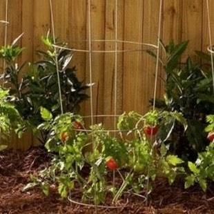 Growing Tomatoes in Arkansas