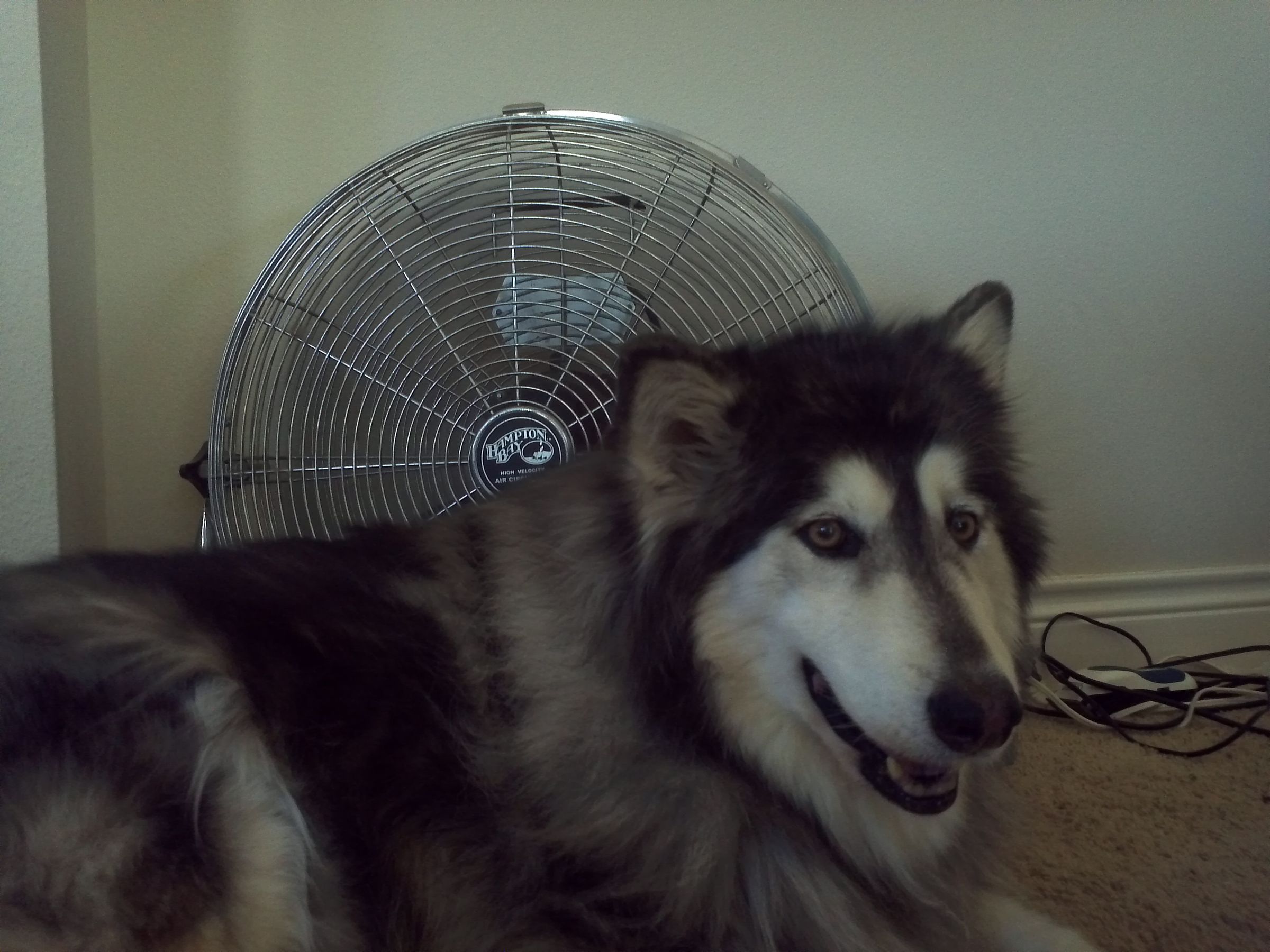 110v Relay Dog Fan Switch