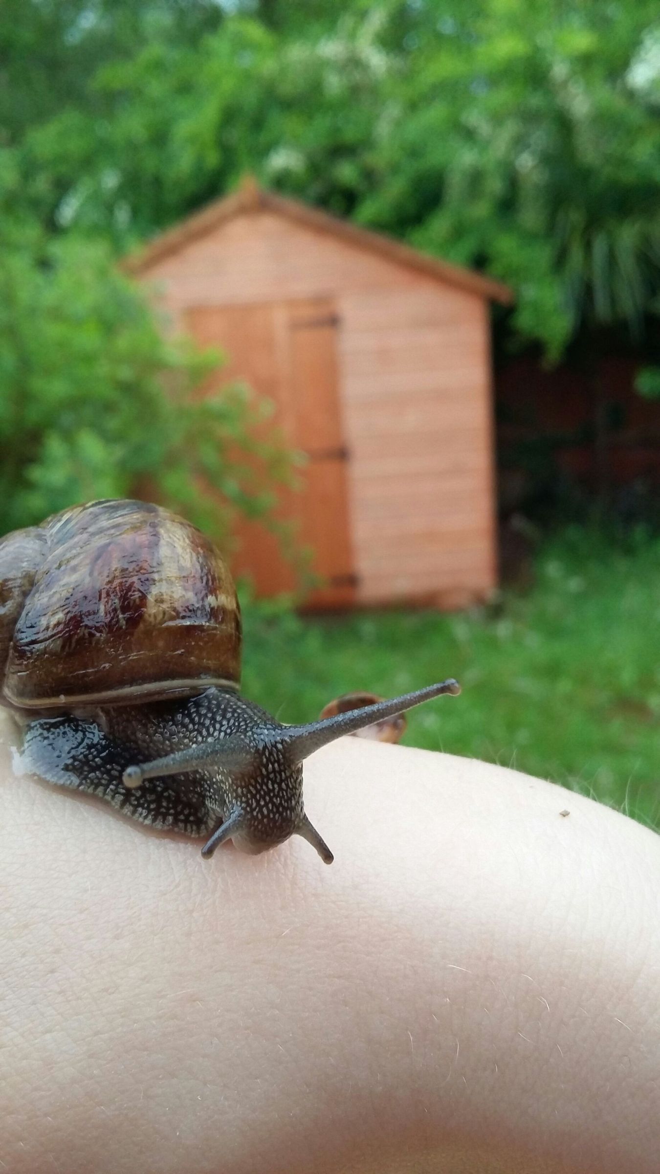 Snail Care and House : 7 Steps (with Pictures) - Instructables