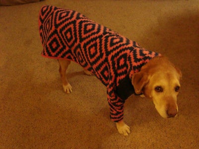 Coat for Arthritic Dog