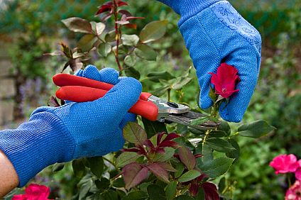 How to Prune Roses