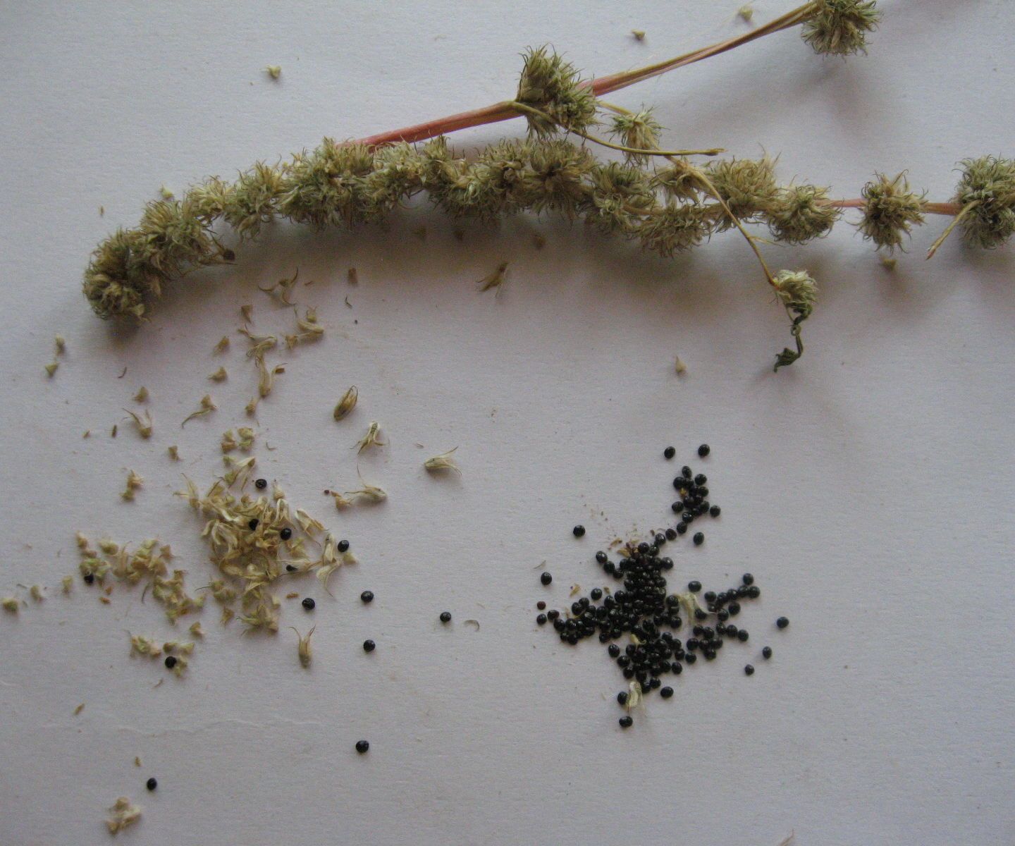 How to Grow Amaranth From Stems and Collect Seeds