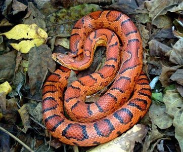 Snake Care (non-venomous)