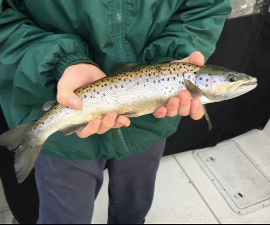 How to Catch Landlocked Salmon