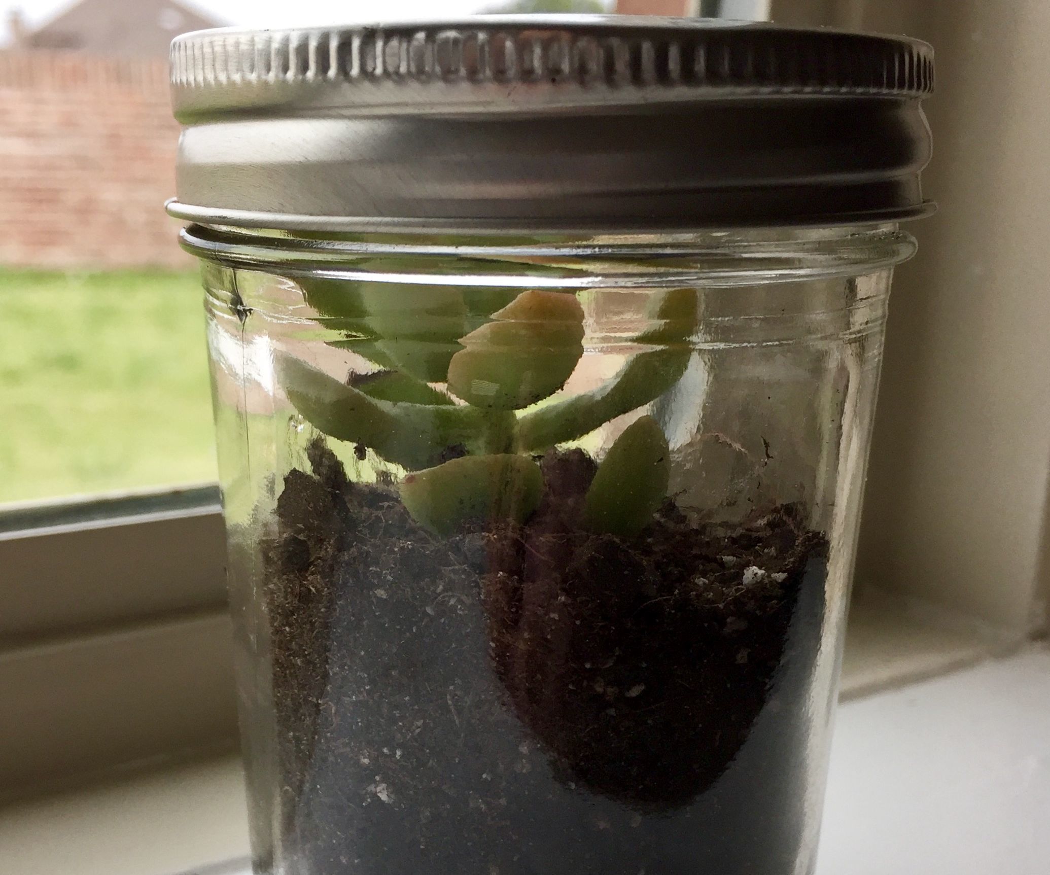 Mason Jar Terrarium