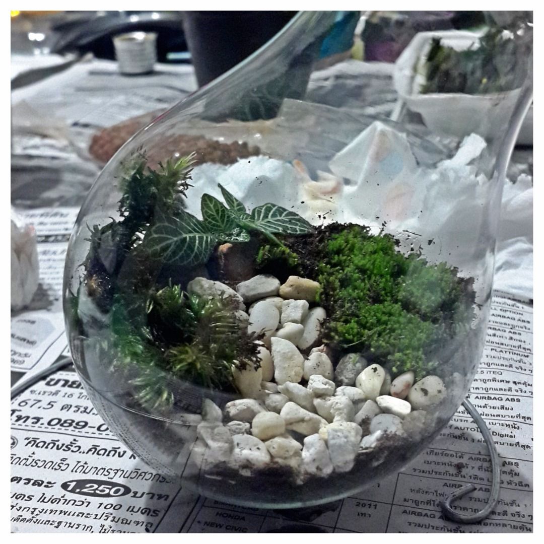 A Terrarium in a Light Bulb 4 Steps Instructables