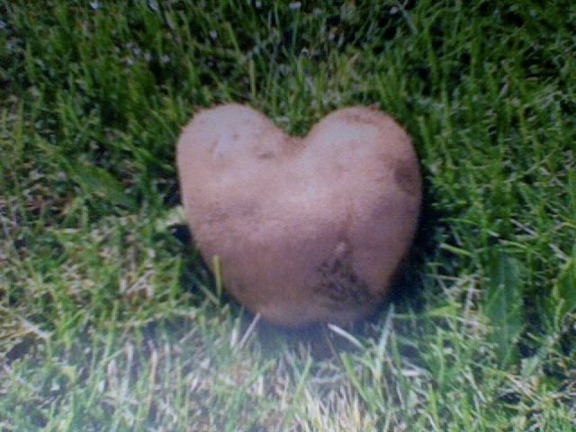 Potato Shapes!