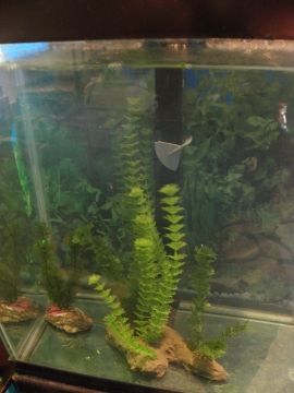Aquarium plant number 2