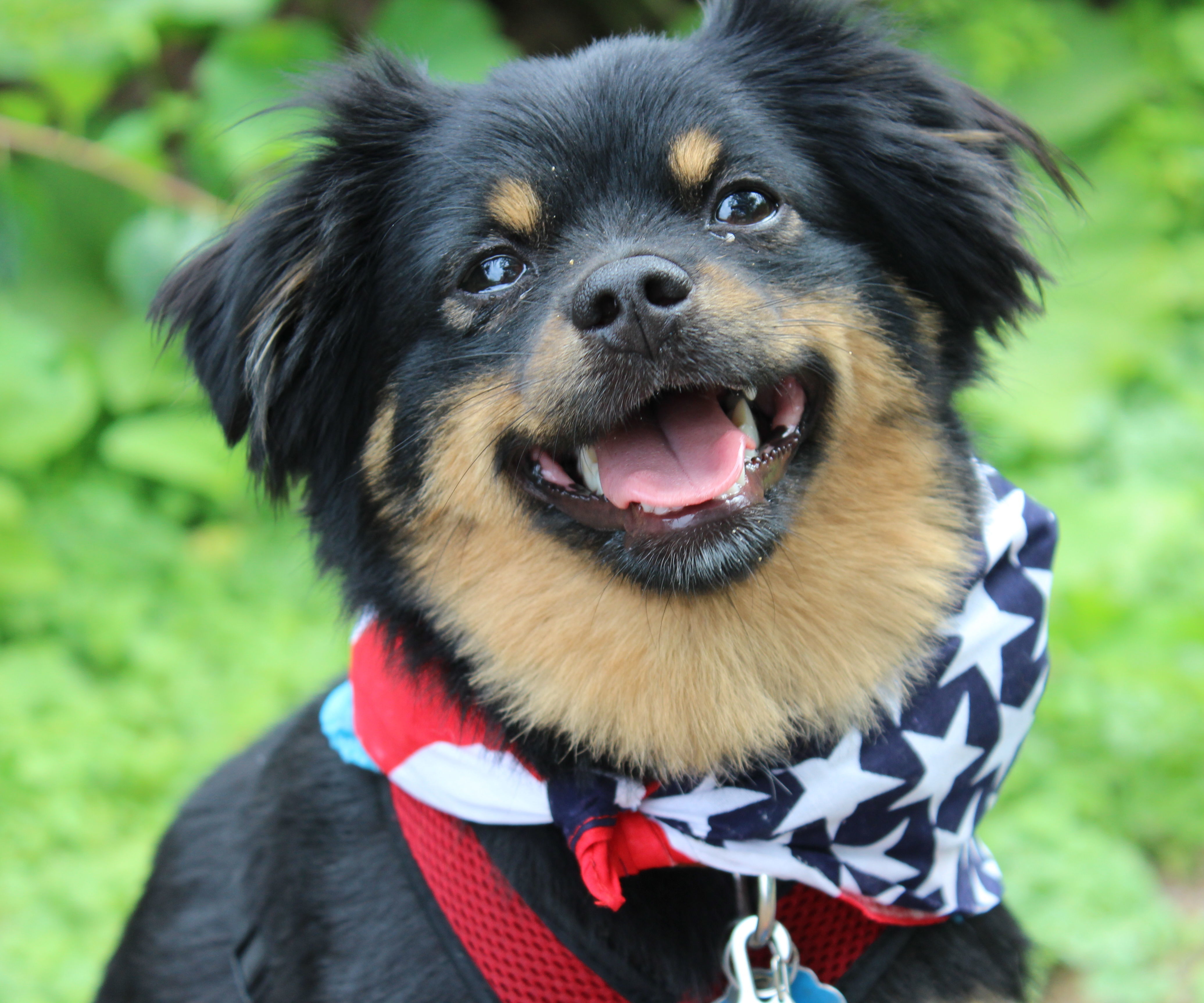 Dog (Or Human) Bandanna Ice Pack
