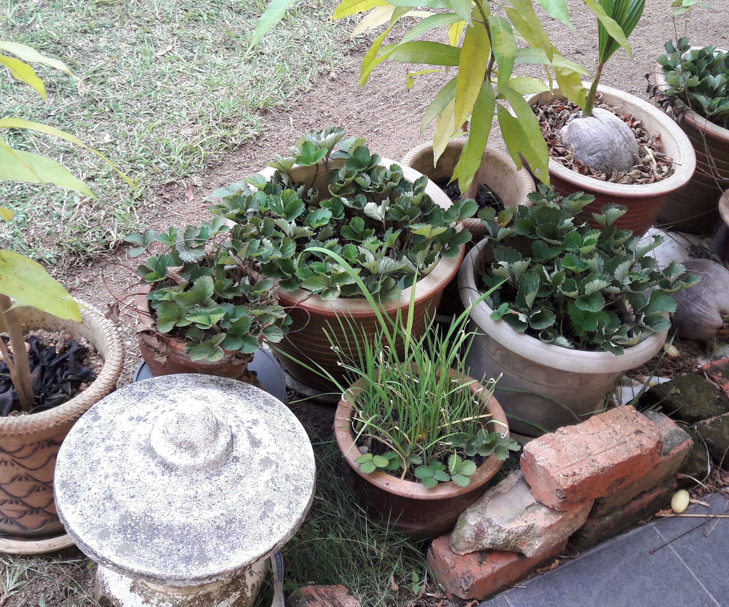 How to Light-weighted Your Planter