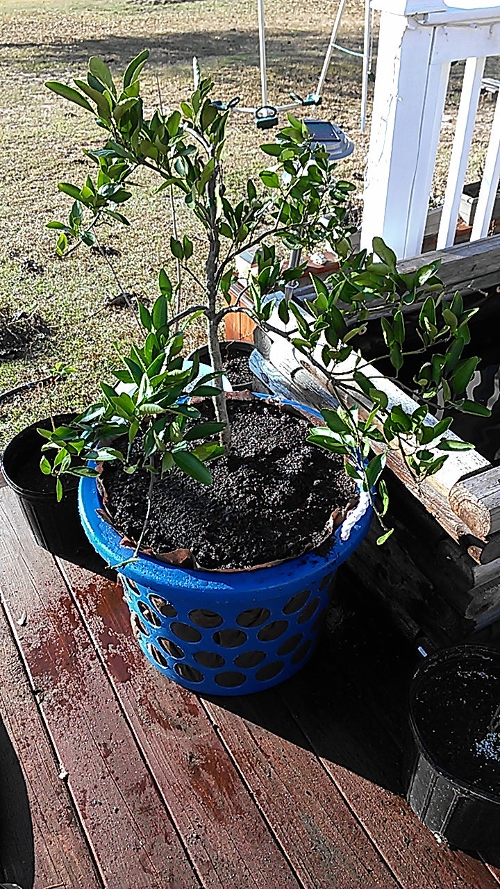 DIY Air Pruning Pot (Large Pot)