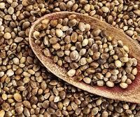 Great Things About Seed for Fat Normally!