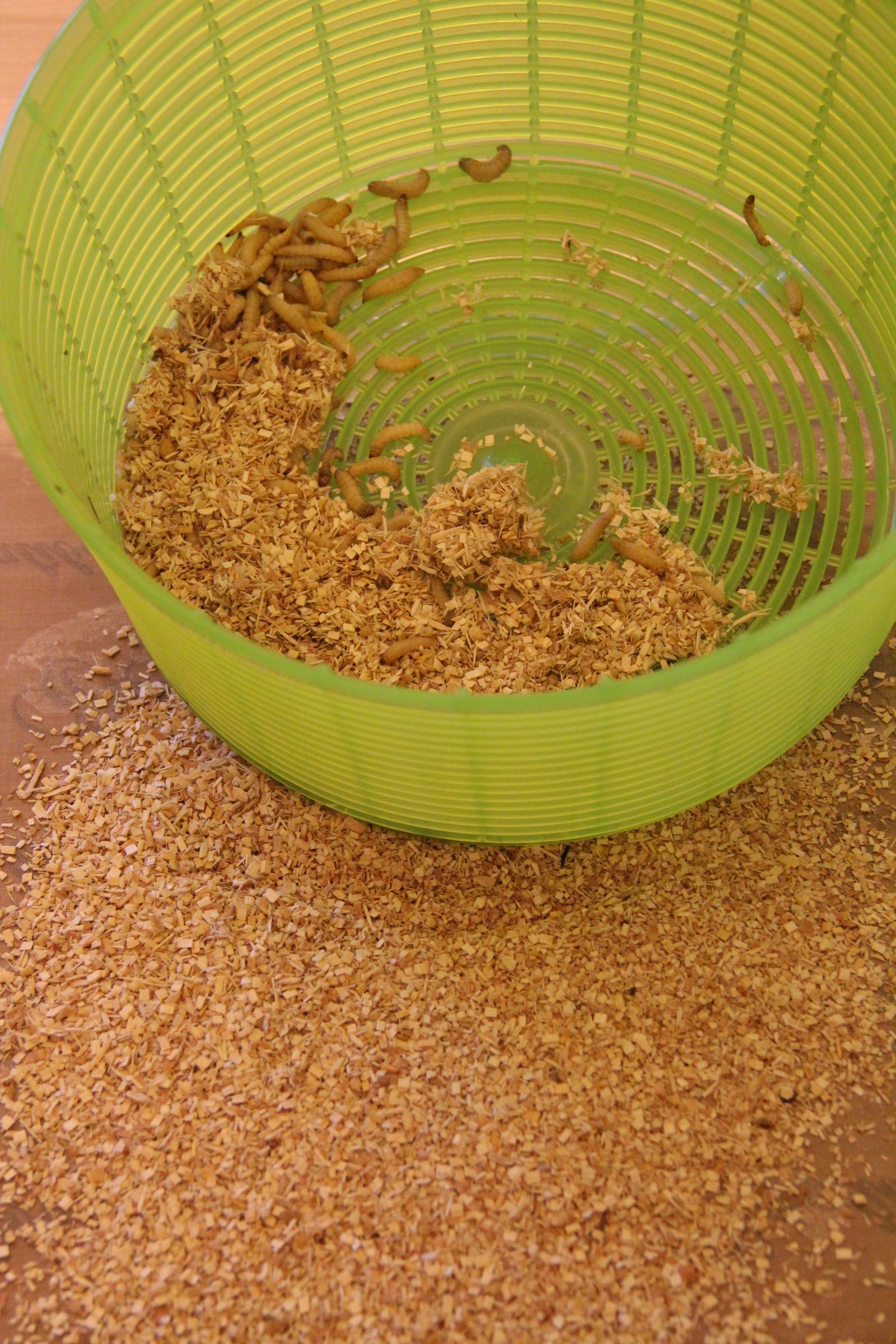 Insects for FoodPrep. 101 11 Steps (with Pictures) Instructables