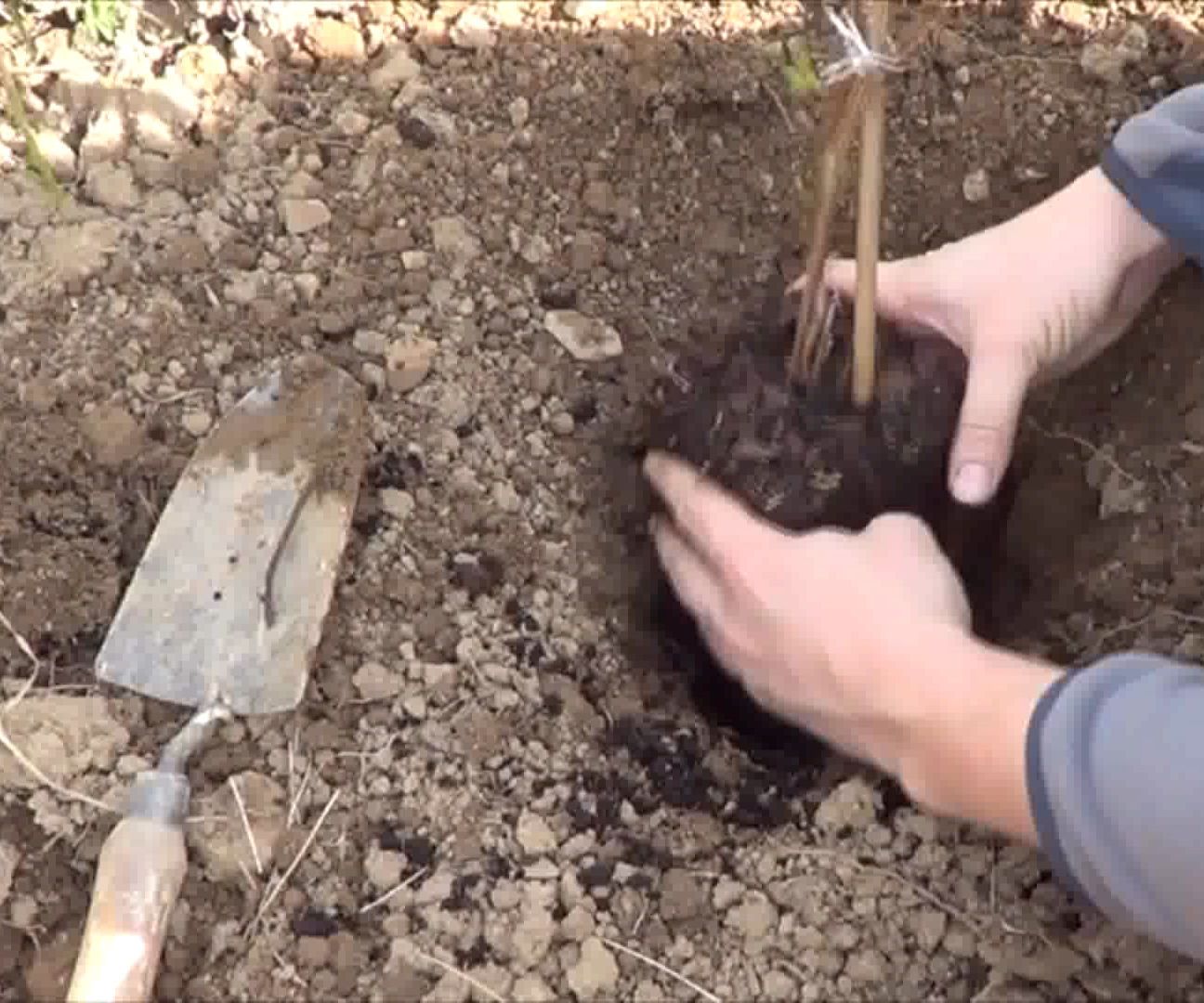 Como Plantar Frambuesas