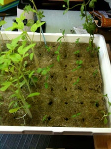 Seeding and Weak Lights