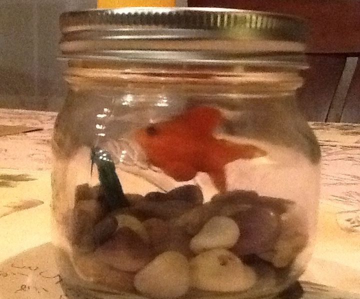 Most Reliable Goldfish