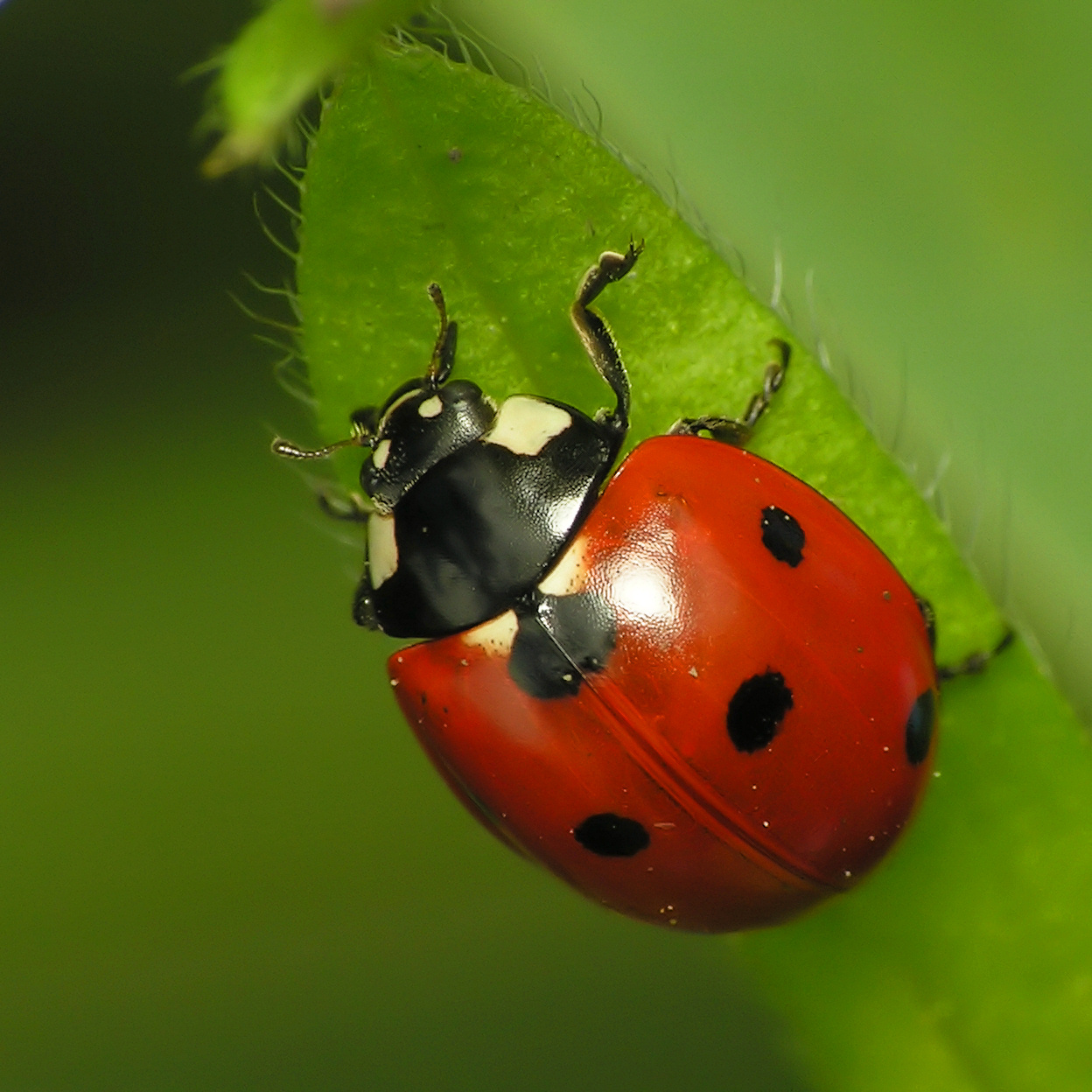 How to Care for a Ladybug