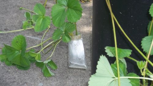 How To Root Strawberry Runners For Hydroponics, Aquaponics, Or Soil