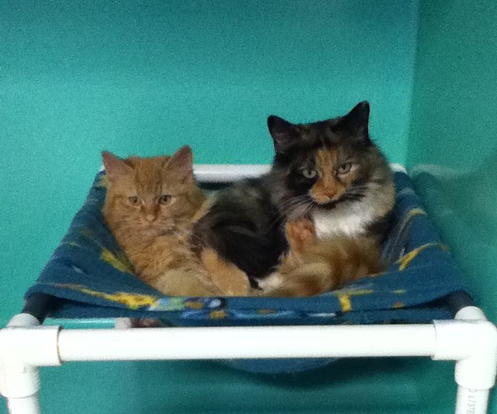 Large Cat Hammocks - Home or Shelter Use