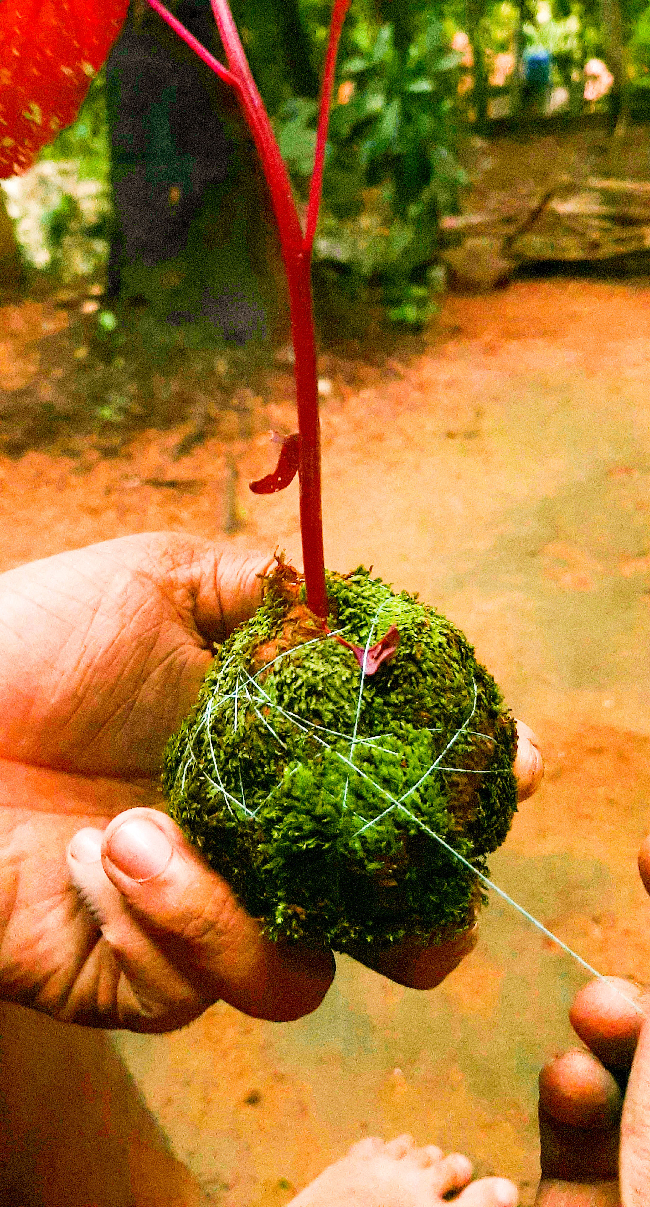 Kokedama Japanese Moss Ball 9 Steps (with Pictures) Instructables