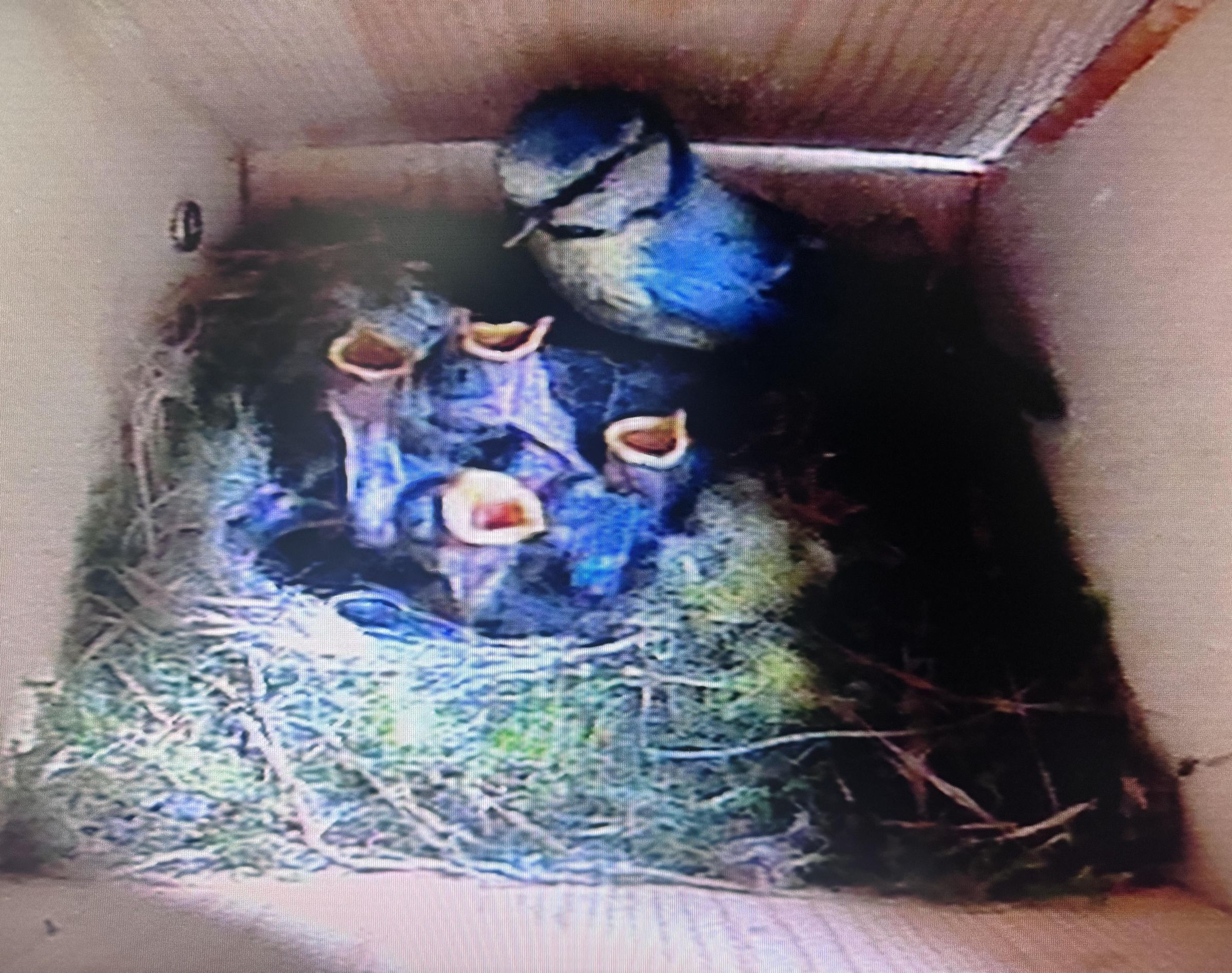 Side View Bird Box Camera and BlueTit Diary